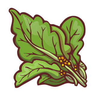 Uwajimaya | Uwajipedia - Gai Lan