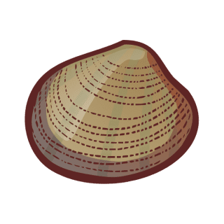 Uwajimaya | Uwajipedia - Manila Clam