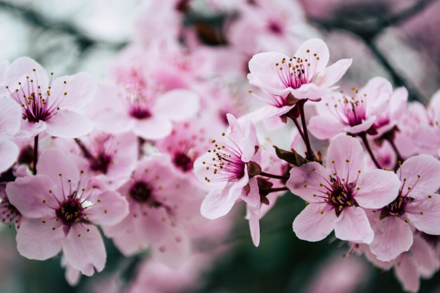 Cherry Blossom Image | Uwajimaya 