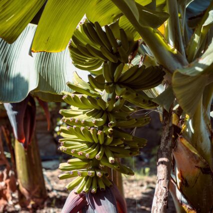 Bananas on a Tree | Uwajimaya