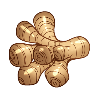 Galangal Illustration | Uwajimaya