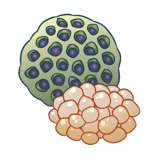 Lotus Seeds Illustration | Uwajimaya
